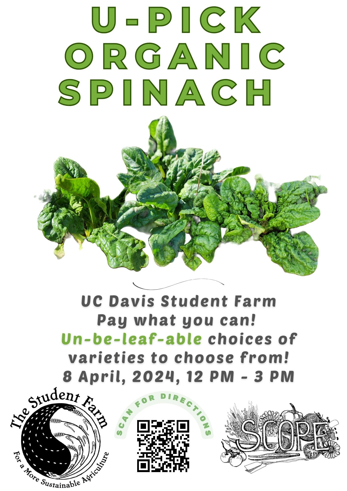 Spinach U-pick
