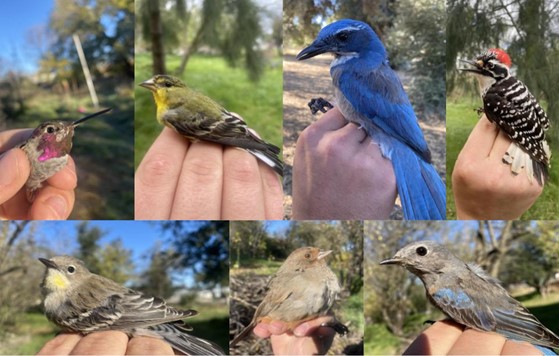 Bird Species on the Student Farm