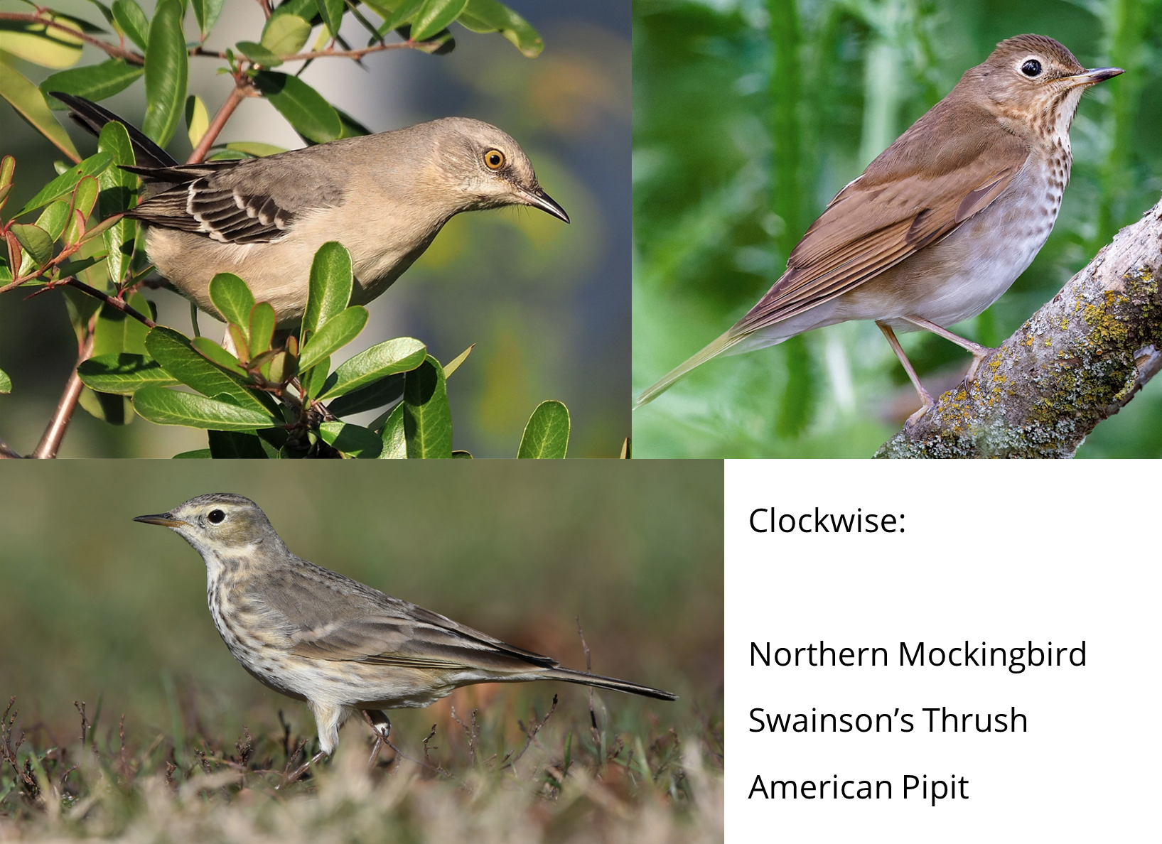 Picture of Northern Mockingbird, Swainson’s Thrush, American Pipit