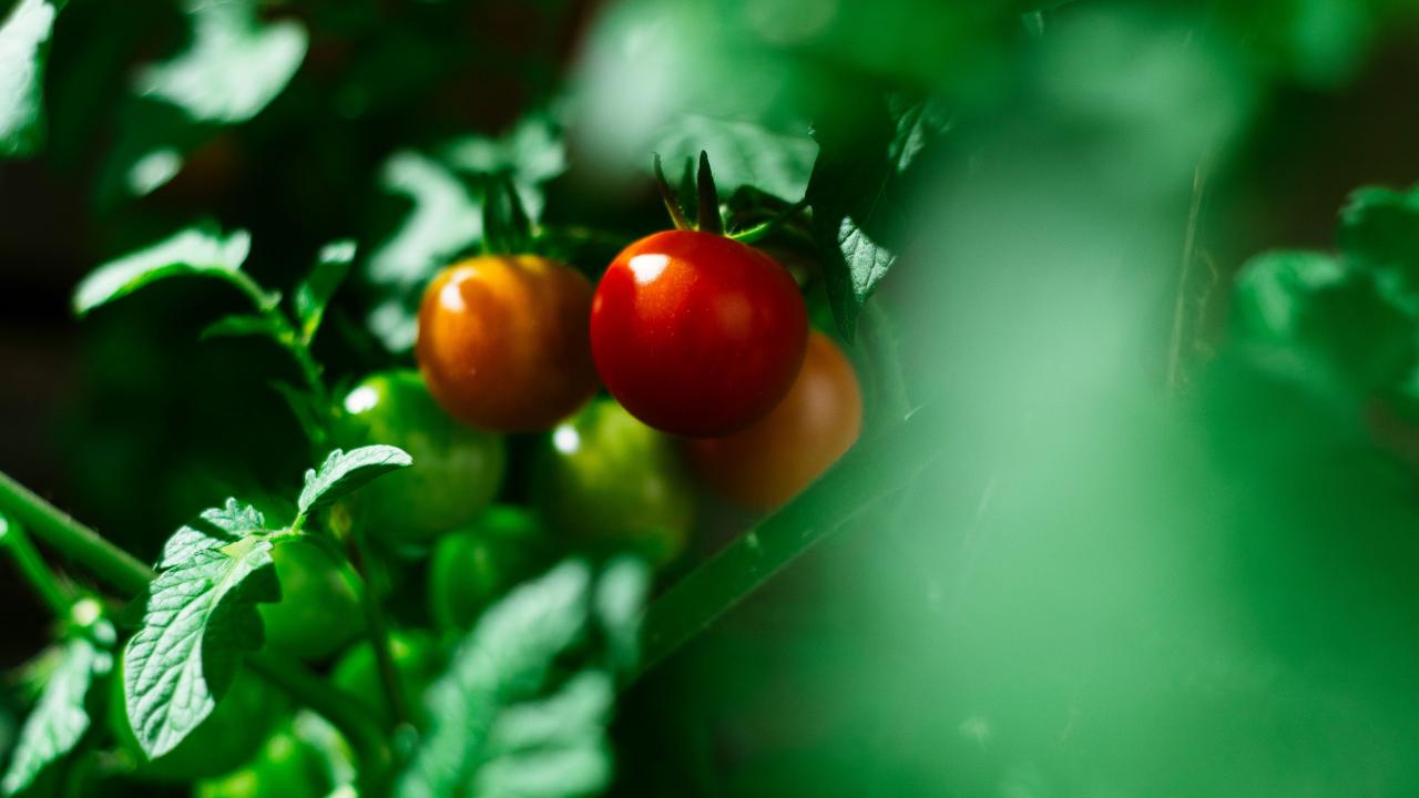 Ripe red cherry tomatoes on vine among lush green leaves