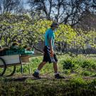 Student Farmer harvesting lettuce during COVID-19